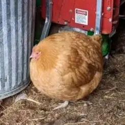 哈鸡米🐔