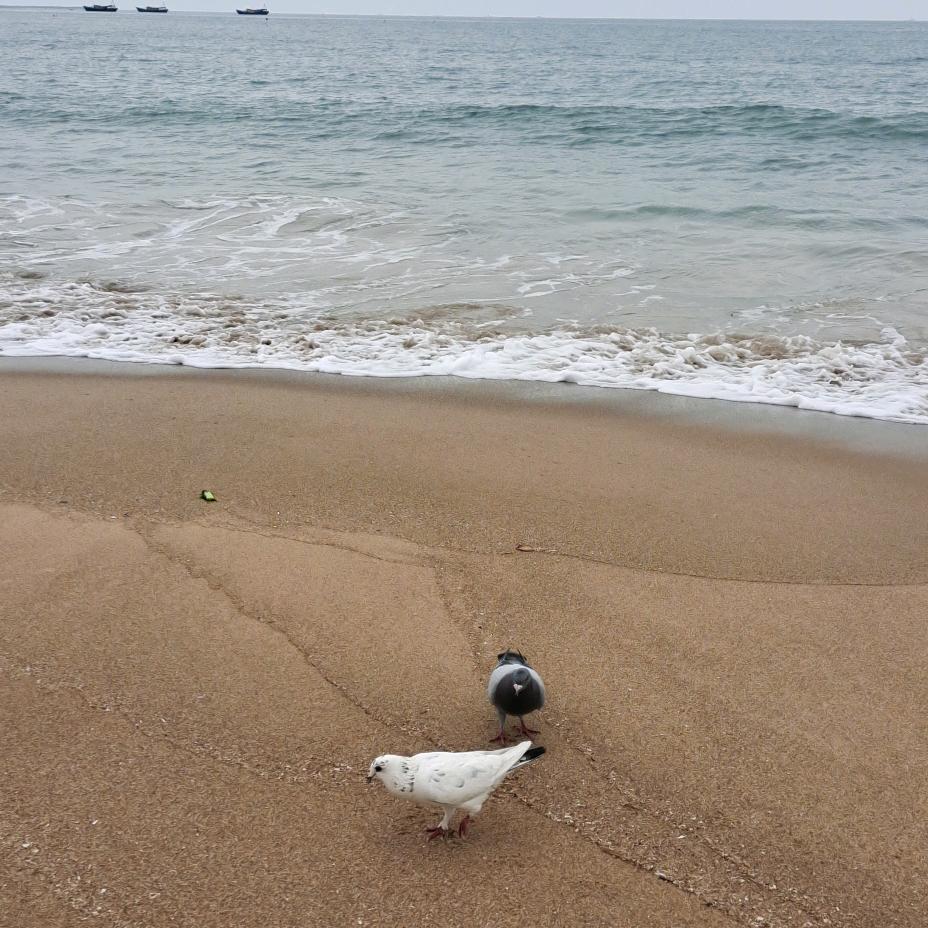 看看大海🍙