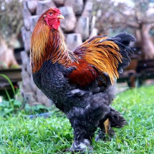 帥哥鸡舍(观赏鸡)