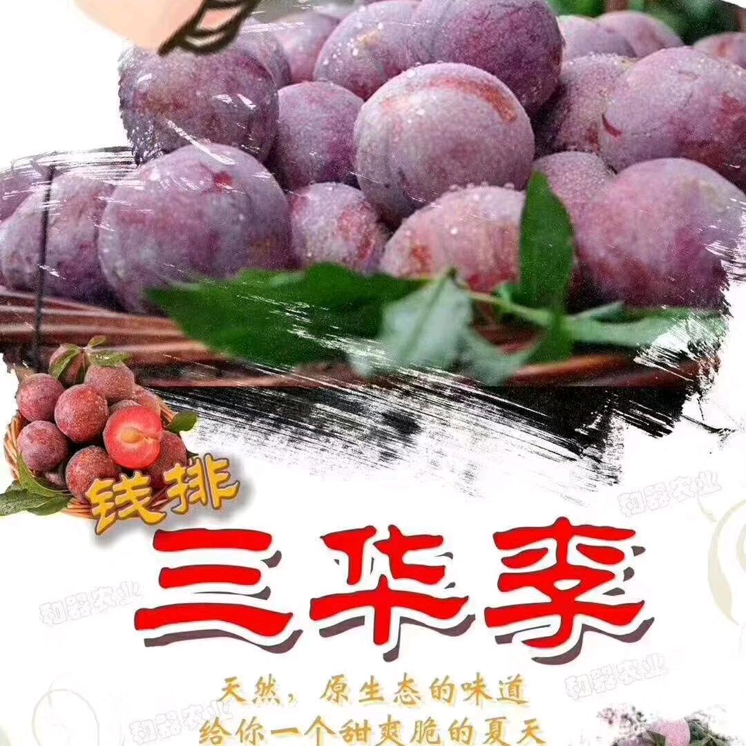 钱排三华李种植户-花木兰