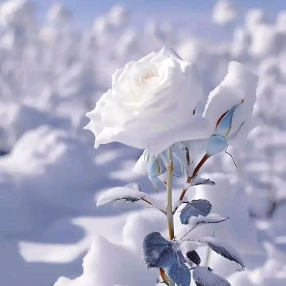 雪玫瑰