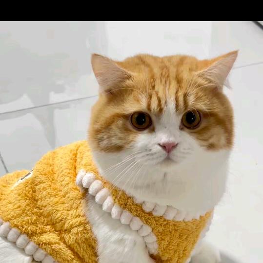 এ大奔是只🐱᭄⁵²⁰᭄এ࿐