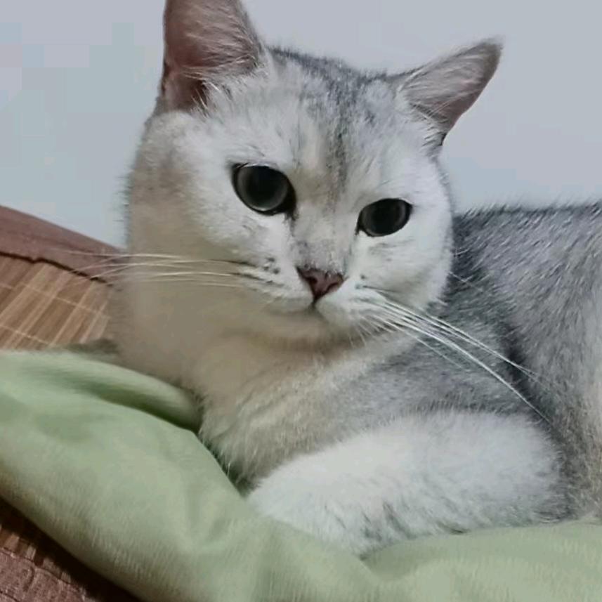 🌈跳跳猫🐱🌈