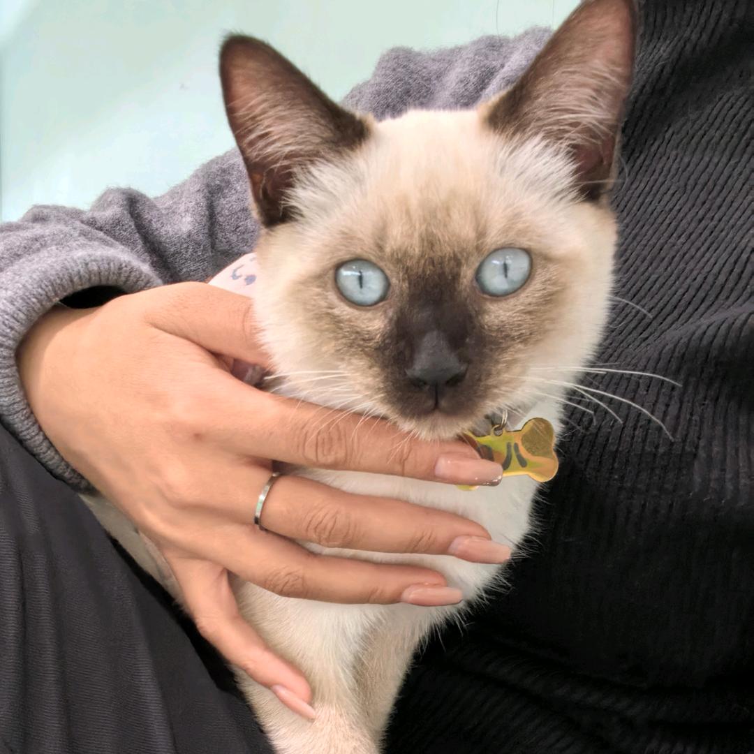 极速星羽体育宠粉号