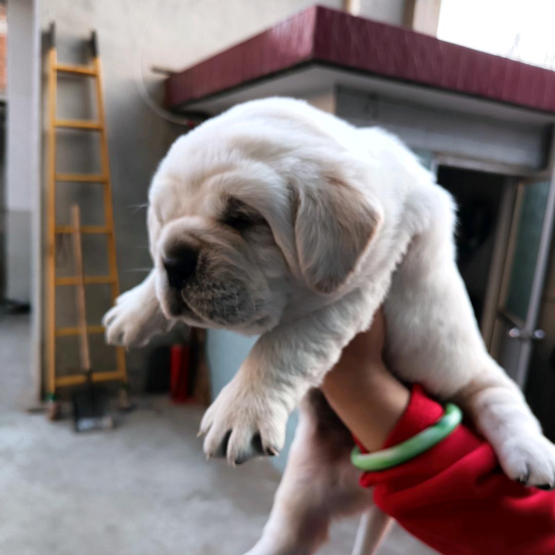 拉布拉多犬舍