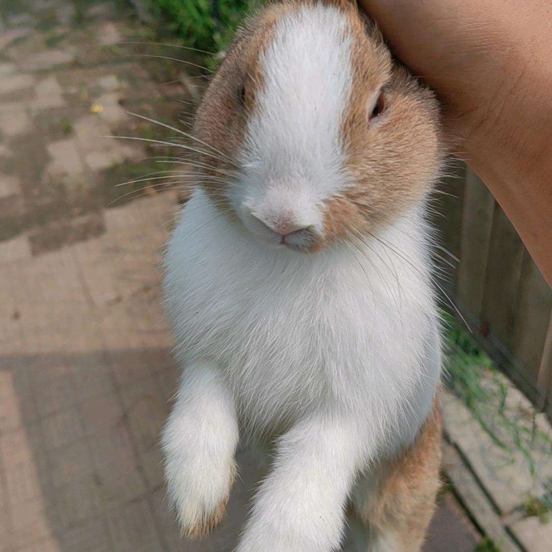 柒分甜🐔小白