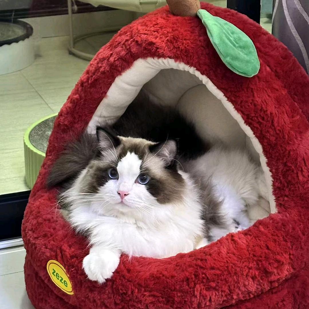 金盏鲨鱼
