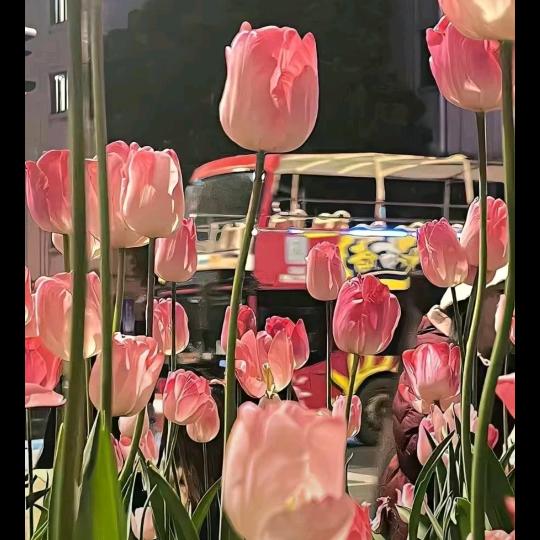 芬芬