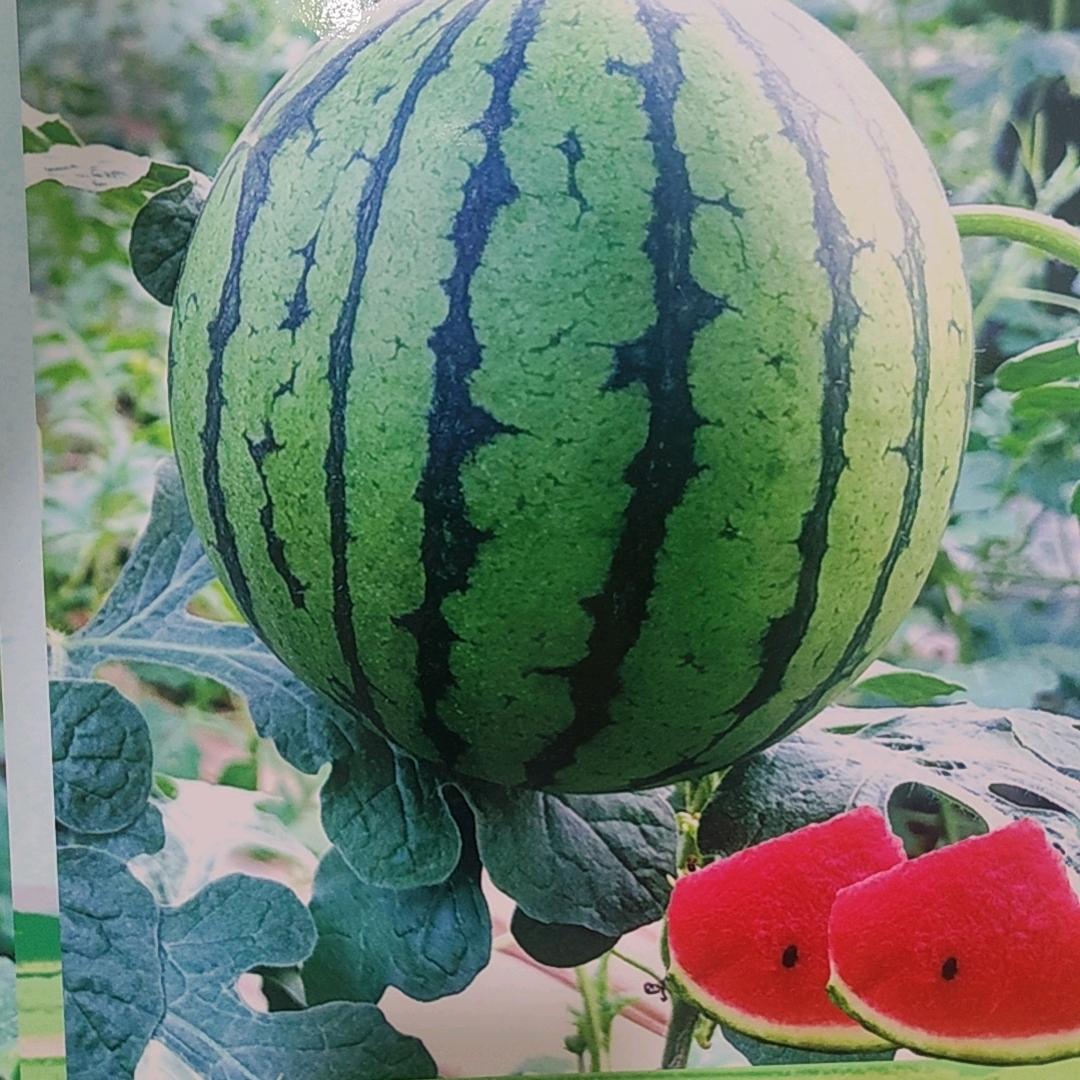 寿光恒霖农业李倩