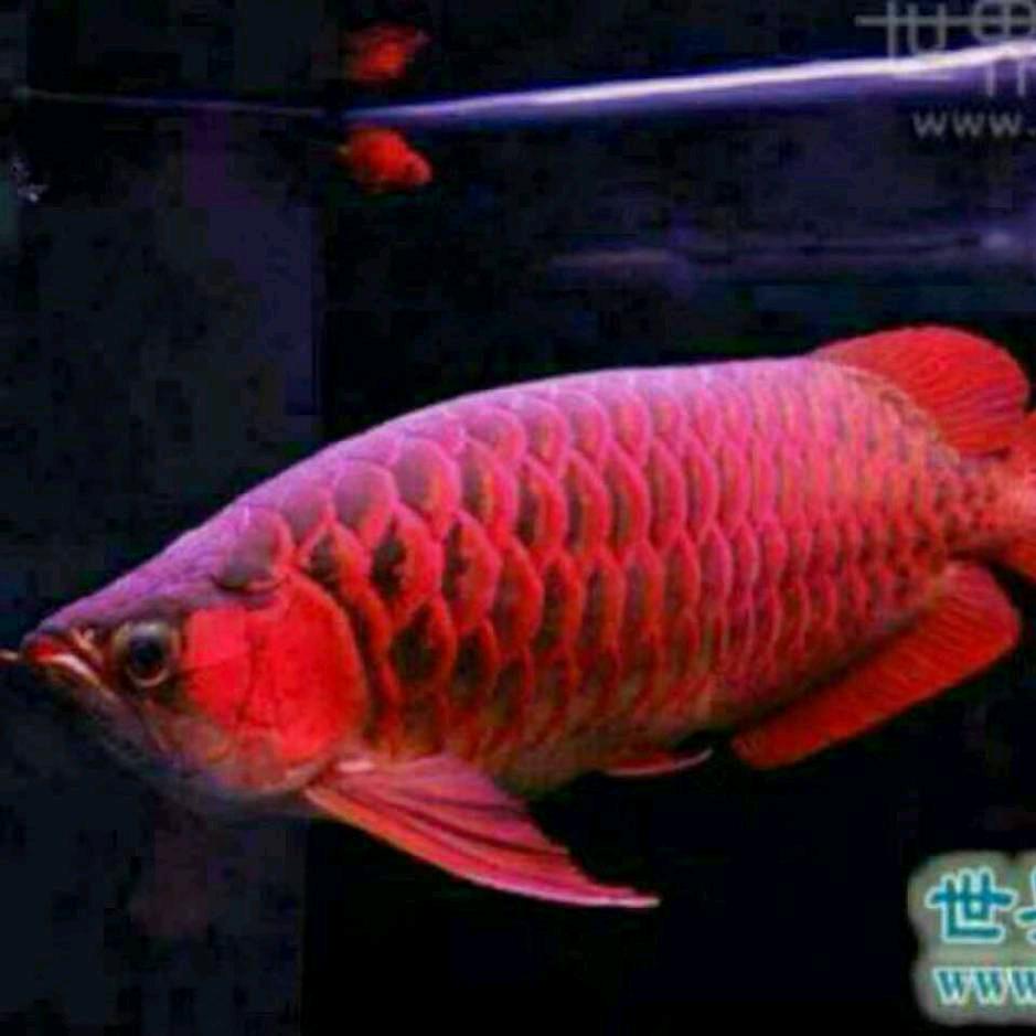農村人