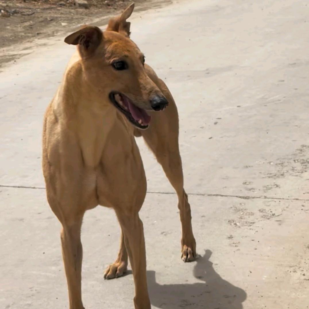 豫东 浩远 爱遛狗