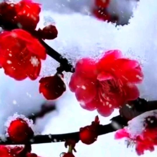 万花丛中