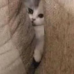 牟