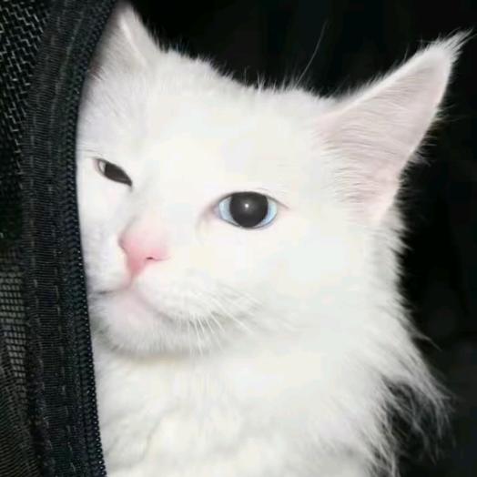 圈圈（接代建版）