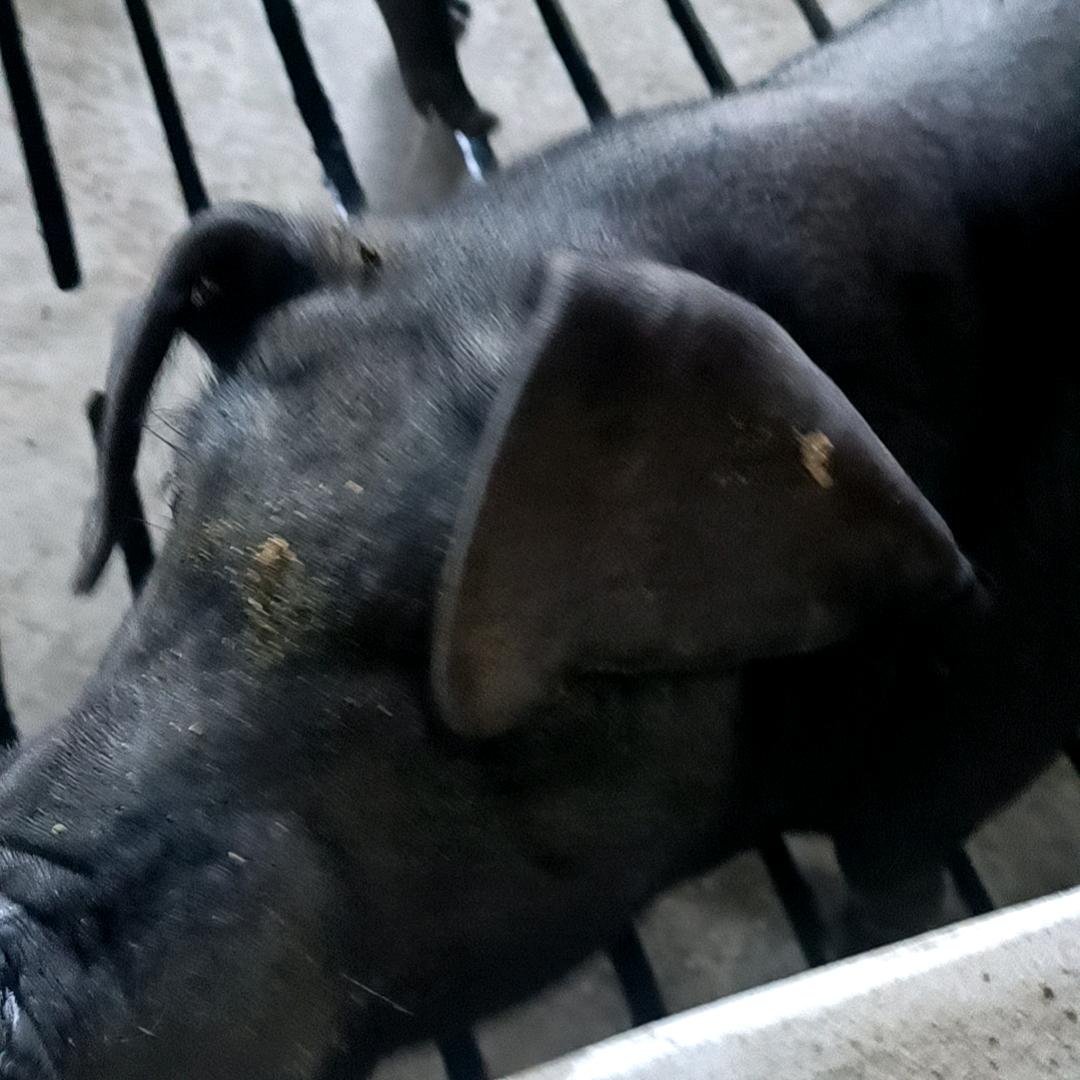 雄鹰单翅飞翔