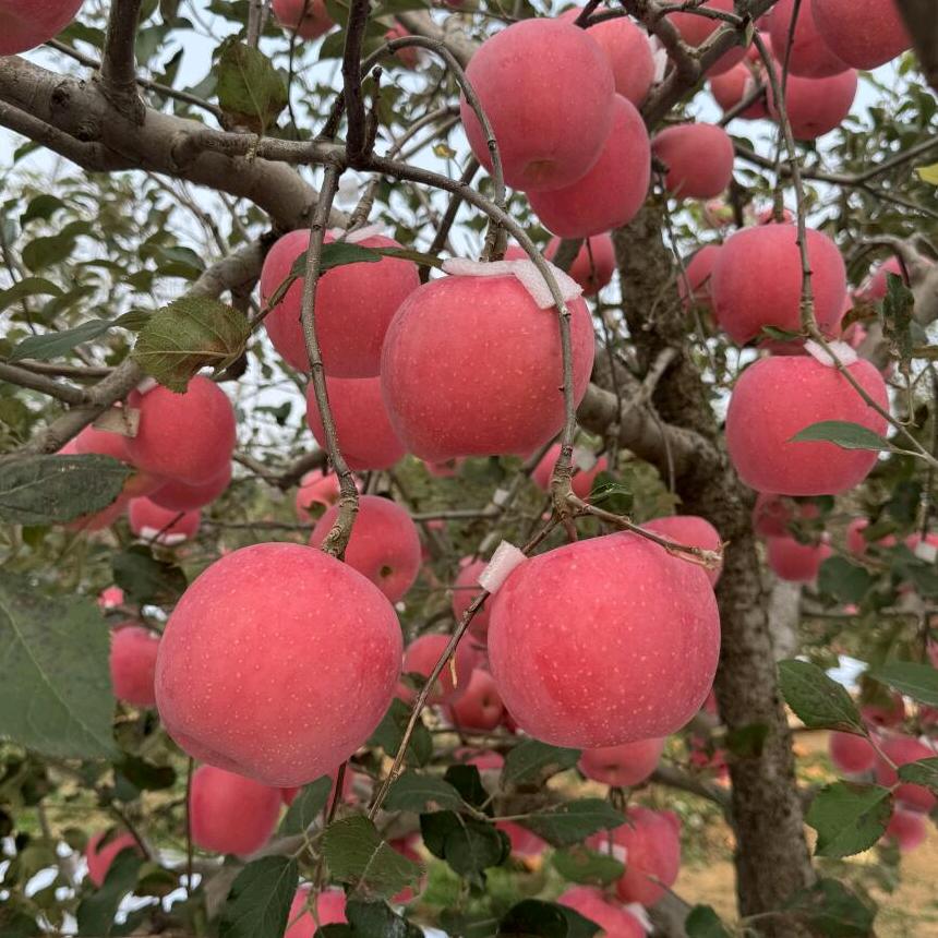 小马果树种植