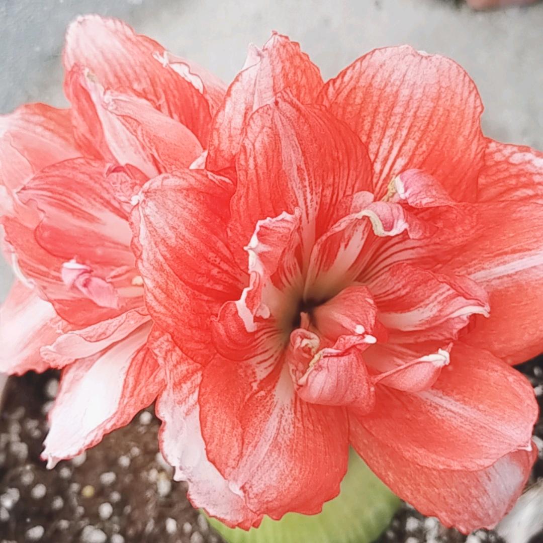 清凤细雨