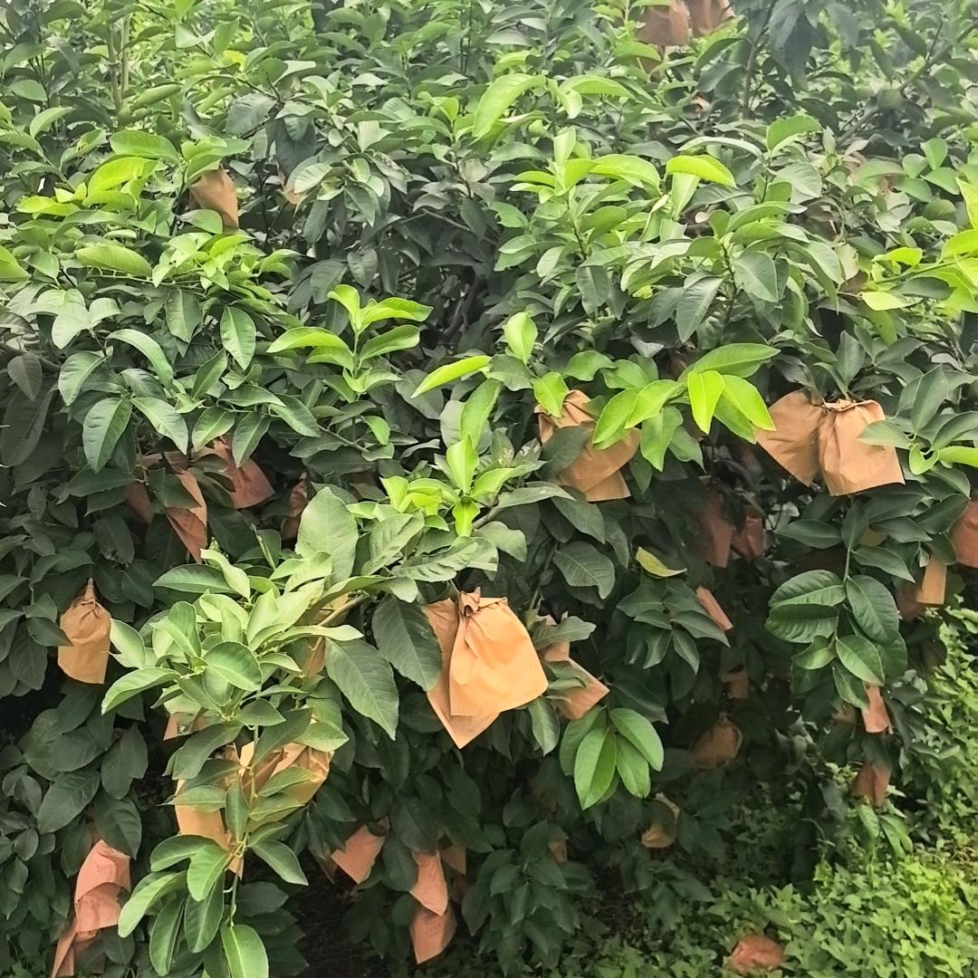 出口基地精选柠檬直供店