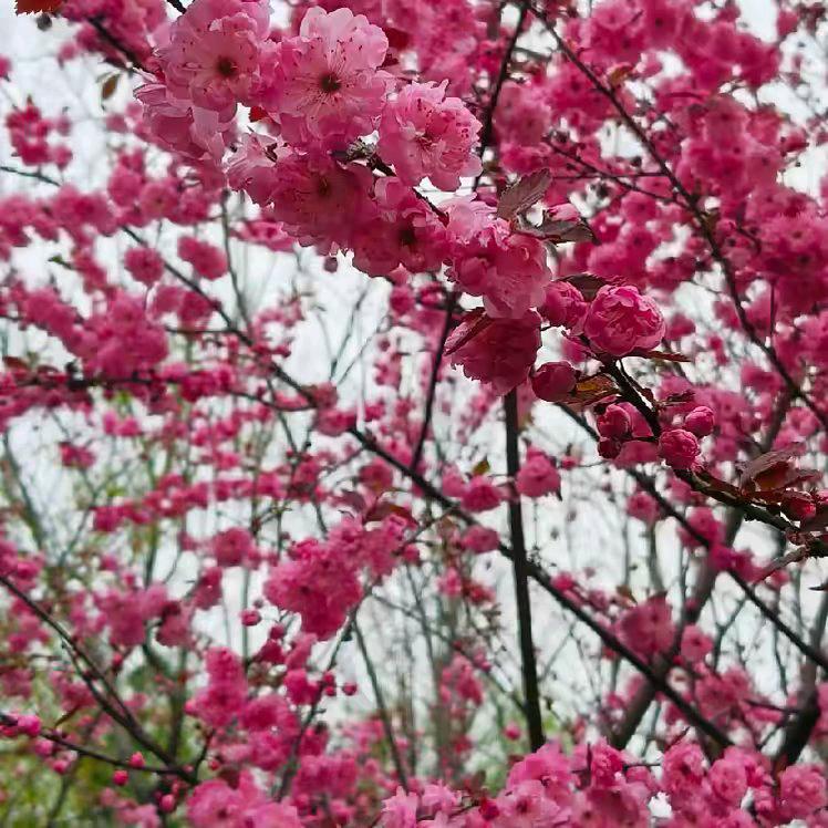 🥀এ᭄邓 ꦿ你爱我 ོ࿐ᩚ