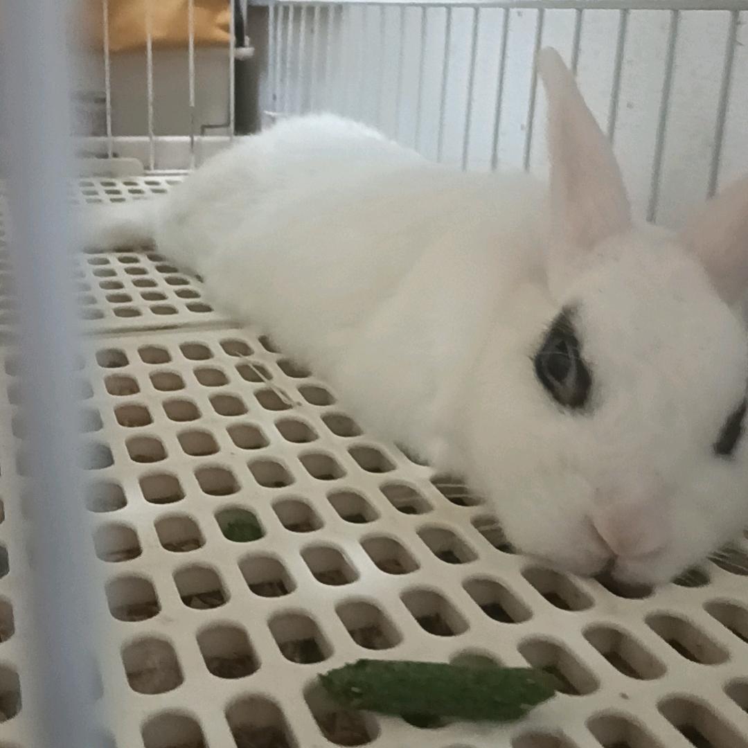 小玉米糖