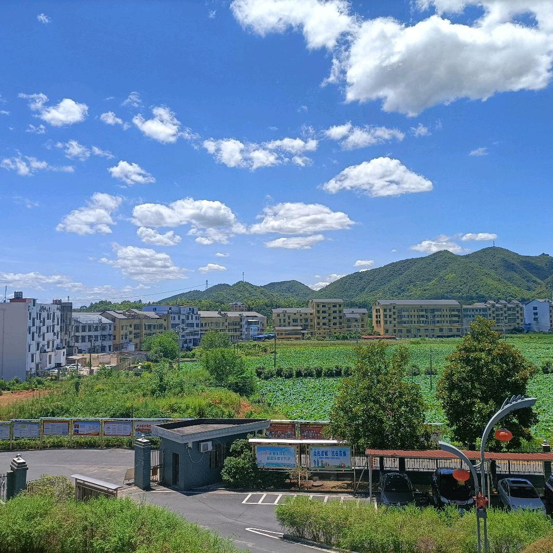 林中狼