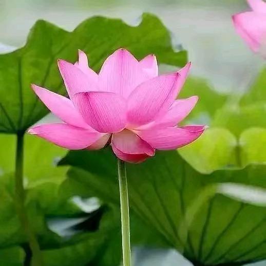 巧嘴阿芝