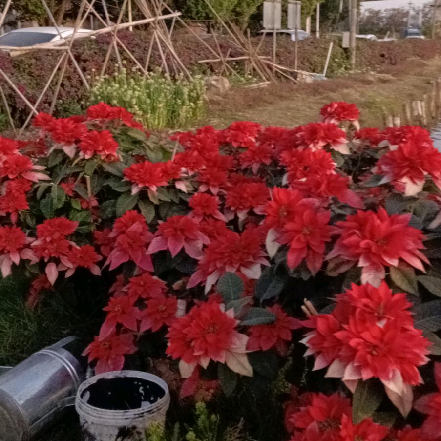 平平安安