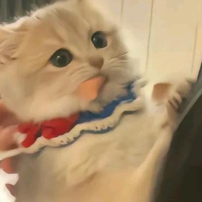 薯片袋