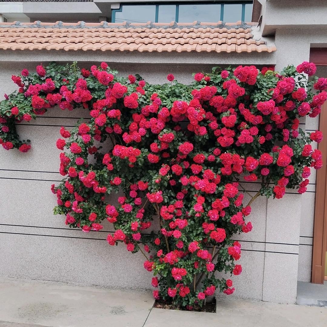平安幸福