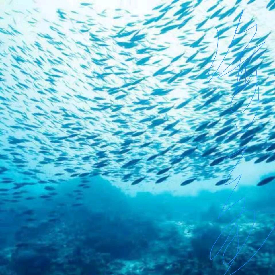 海之鱼（学习中）