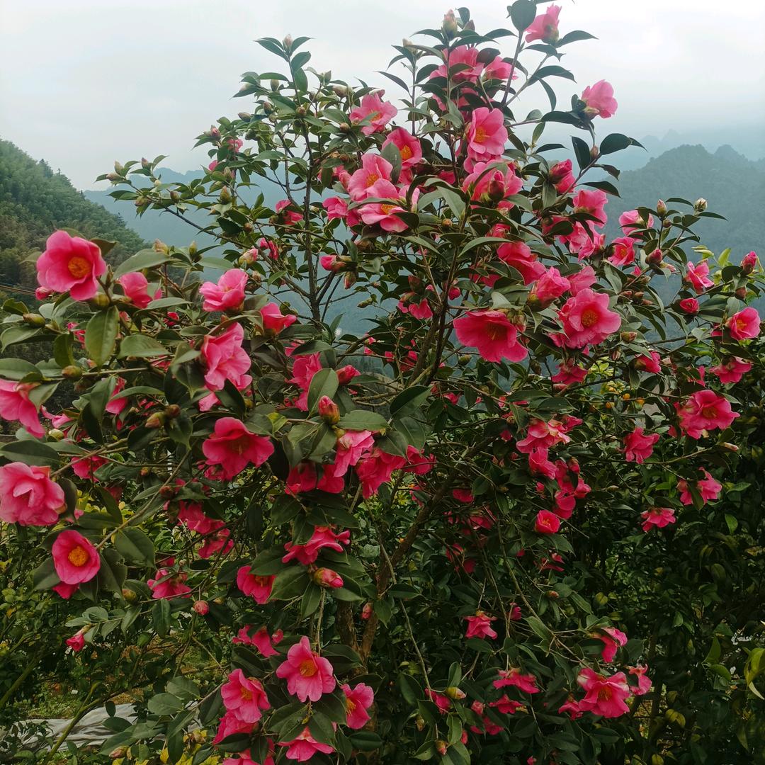 亮锅锅