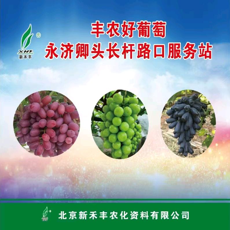 丰农好葡萄—东长杆路口上官服务站134