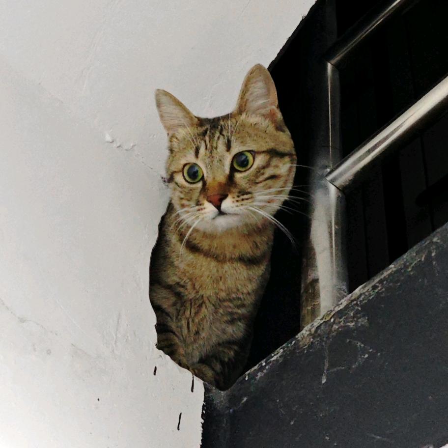一只猫