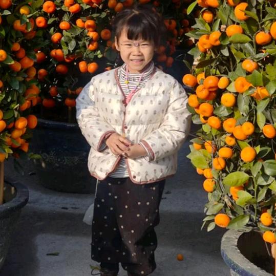 九月菊