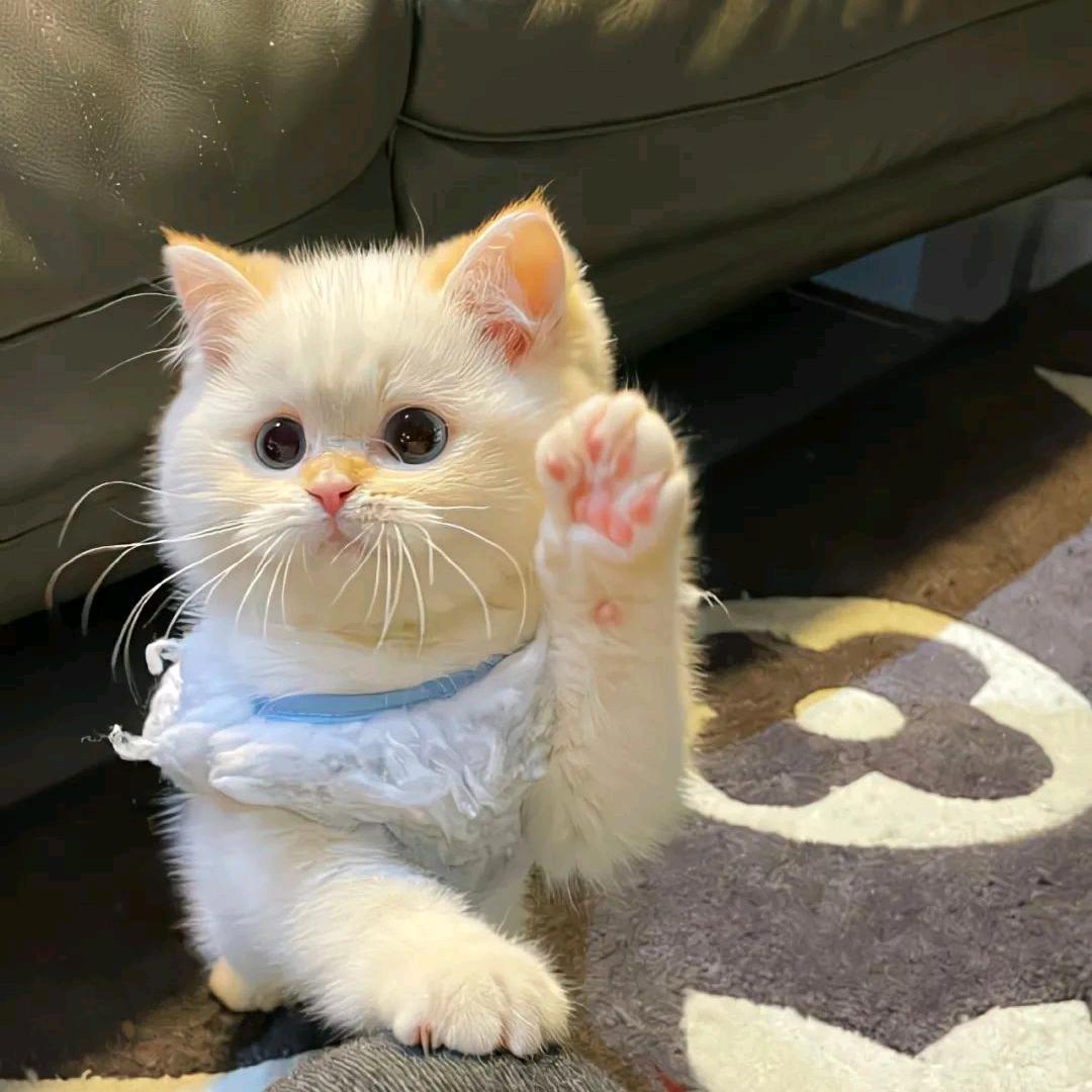心悦