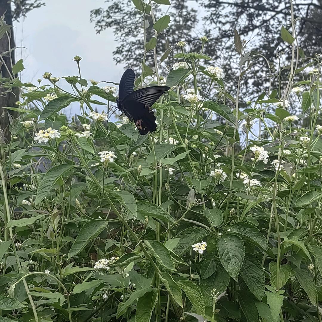 ღ᭄💞清ོএ缘ღ᭄