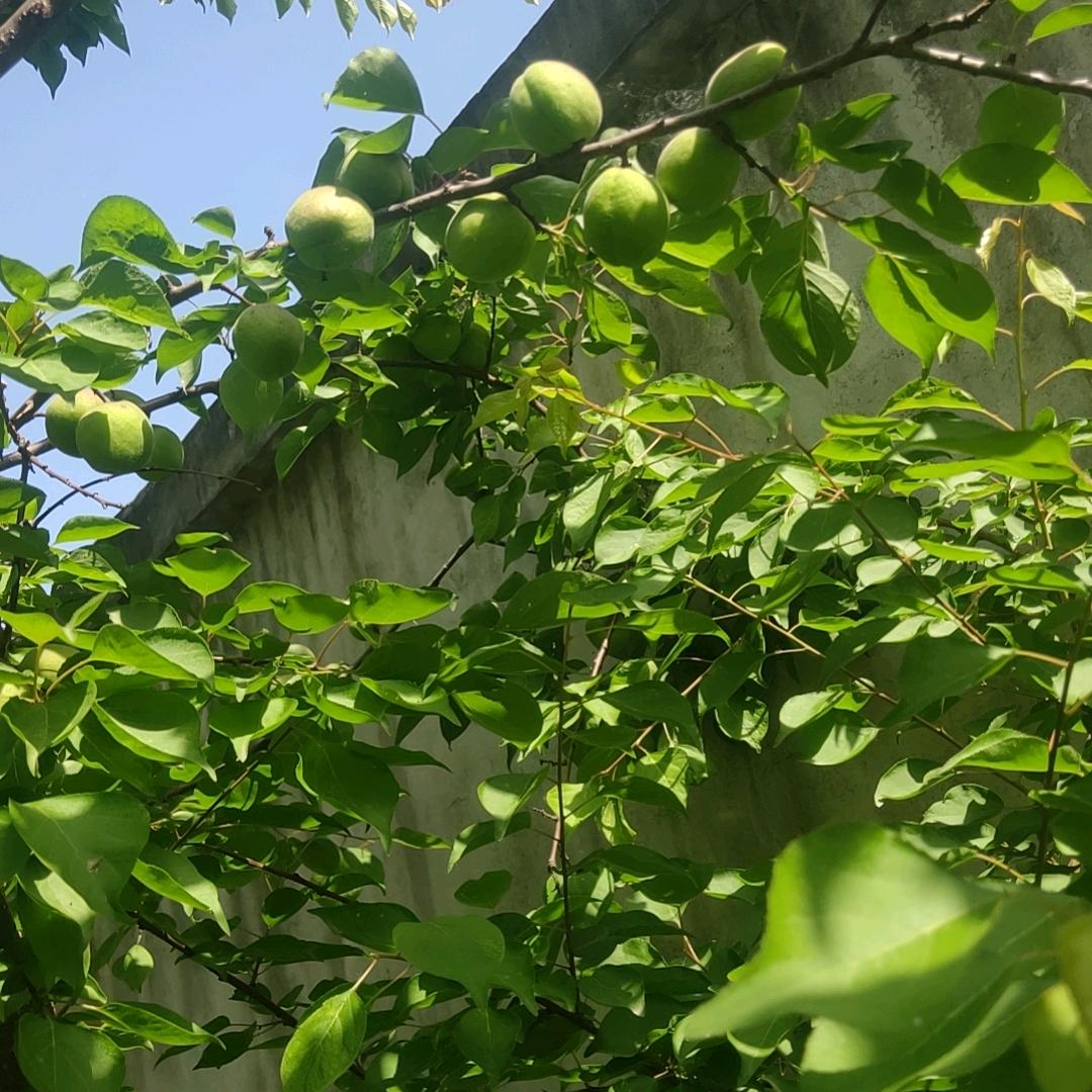 一棵红豆