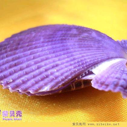 紫贝壳