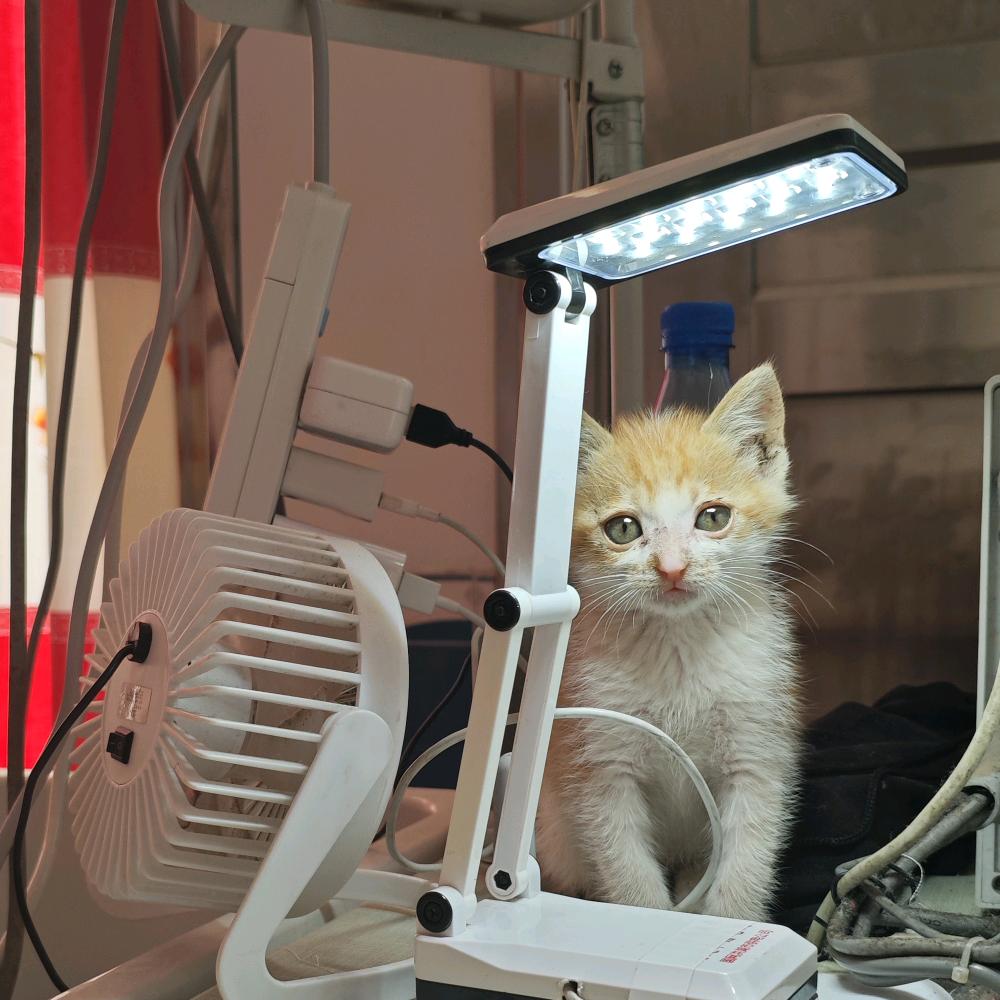 胖咪爱鱼爱米爱乡