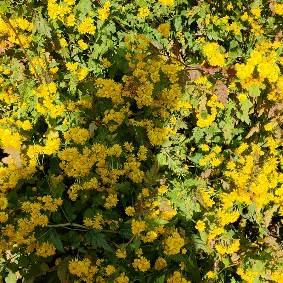 廊坊手机 永通慧姐