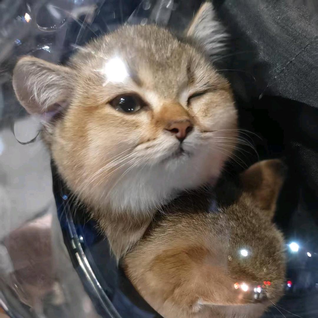 嘻嘻如果有妹妹叫哈哈