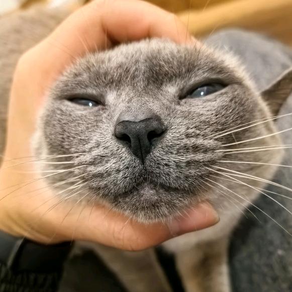 我有逻辑猫