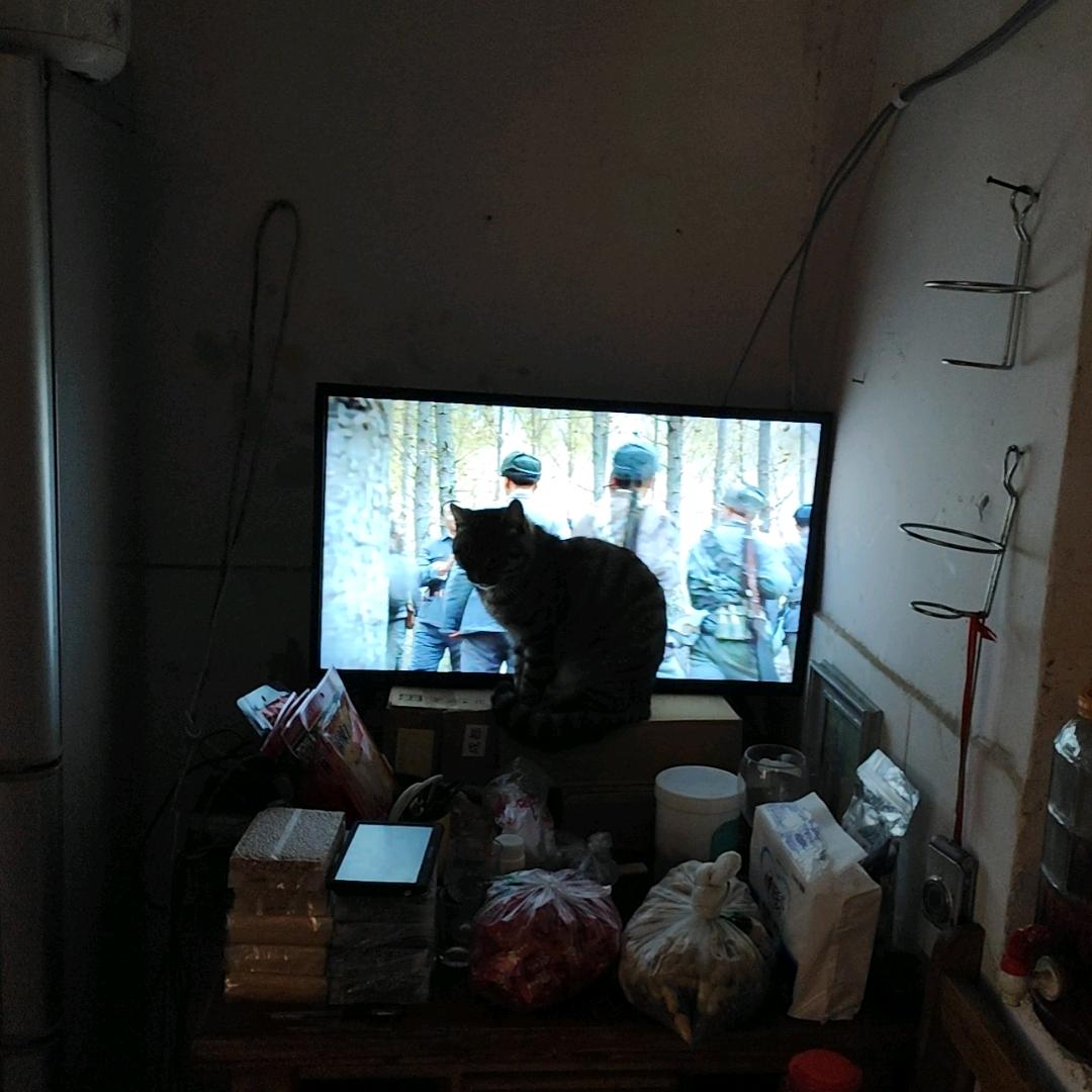 雪狼