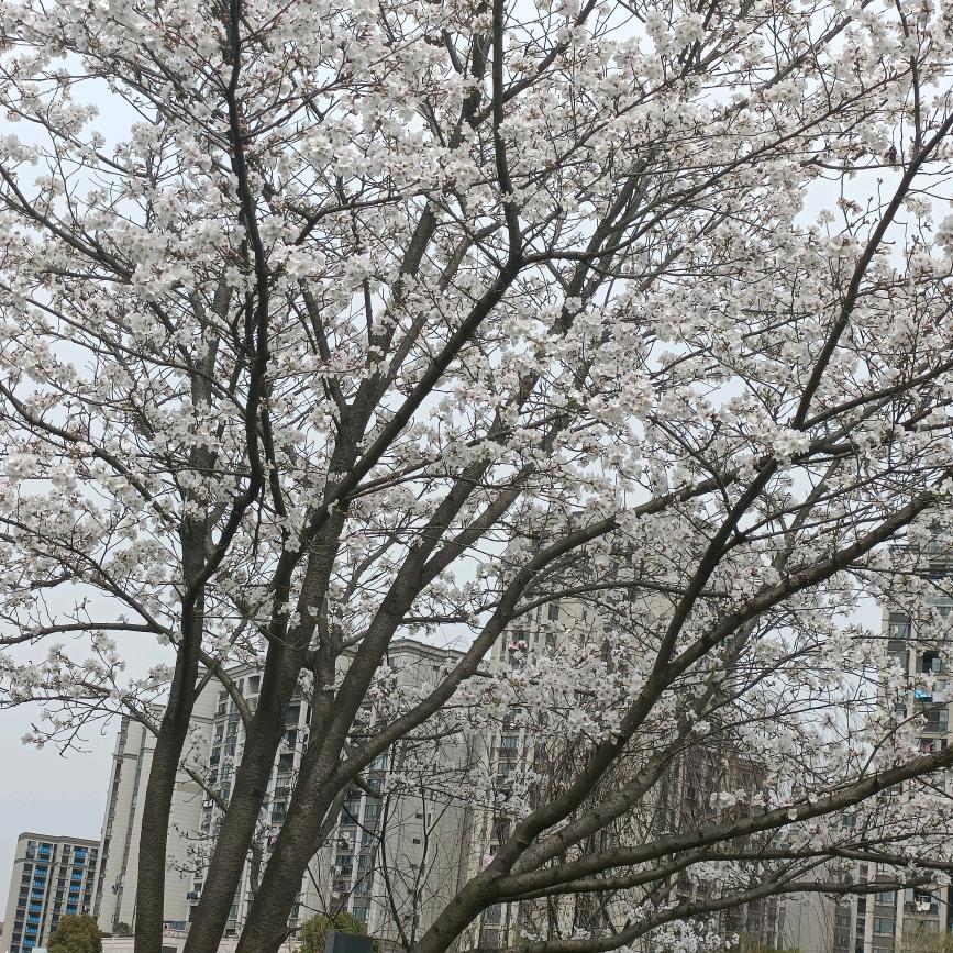天使