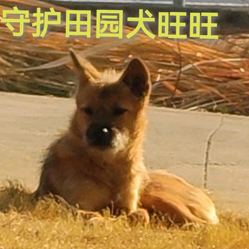 守护田园犬旺旺