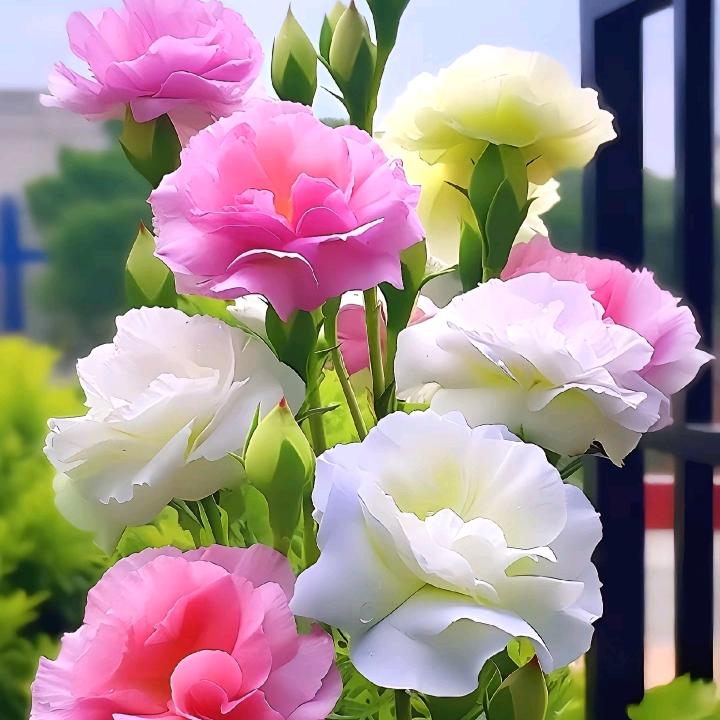 桂玲