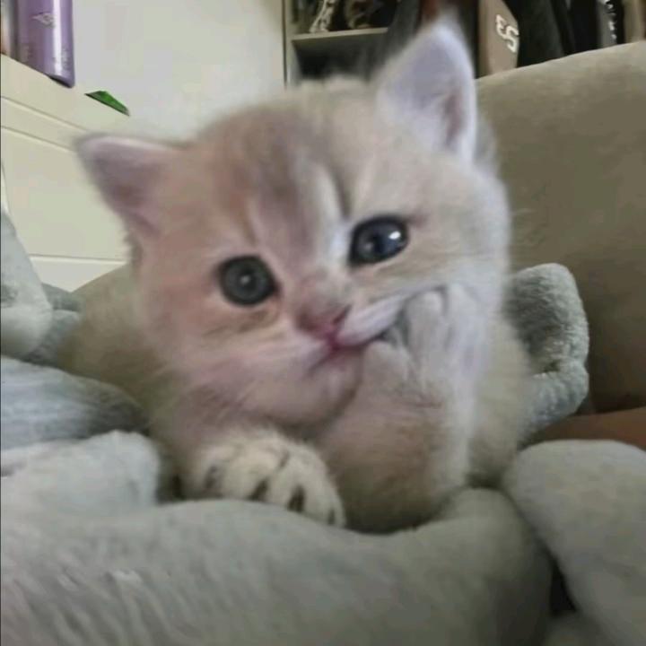 羽文.