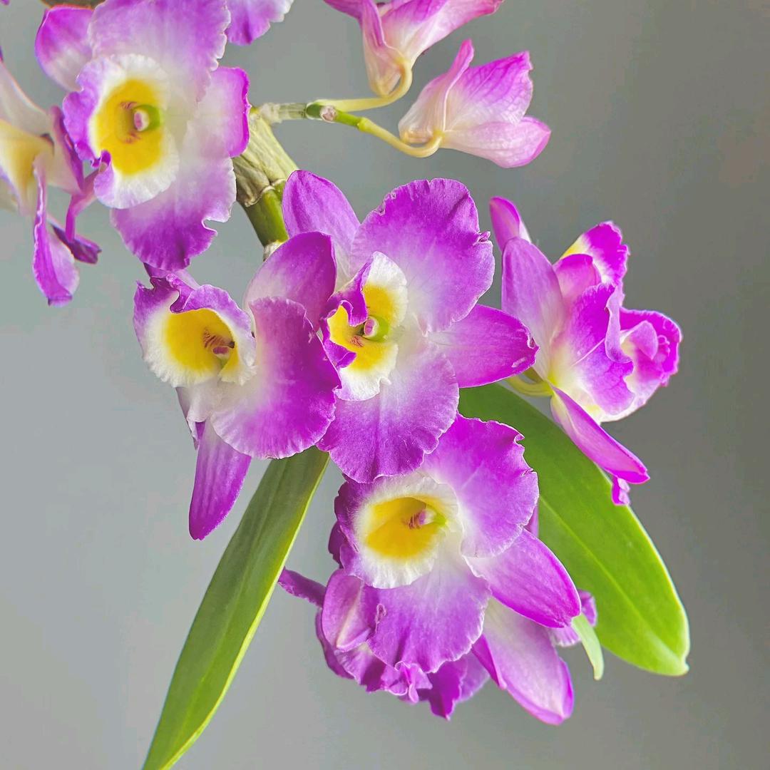 芸芊花卉