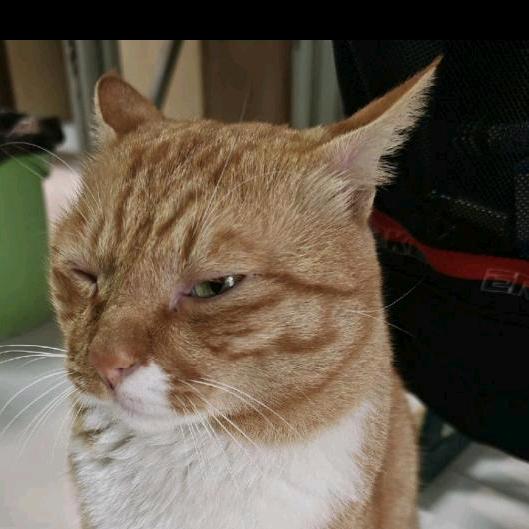 fc 三岁布（停播版）