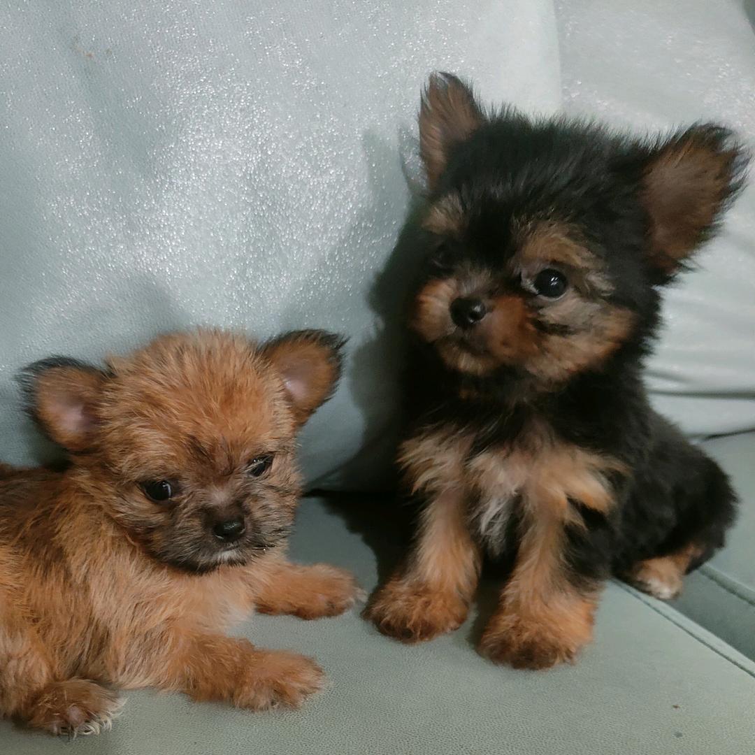 缘宝萌宠(朵朵猫舍)